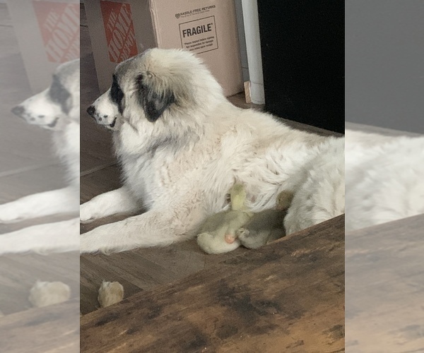 Medium Photo #1 Belgian Malinois-Great Pyrenees Mix Puppy For Sale in APPLETON, NY, USA