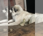 Small Photo #1 Belgian Malinois-Great Pyrenees Mix Puppy For Sale in APPLETON, NY, USA