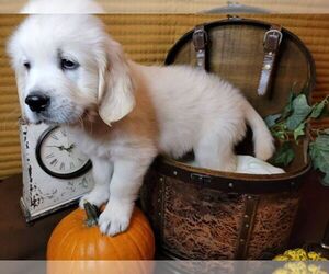 Mastiff Puppy for sale in RICHMOND, VA, USA