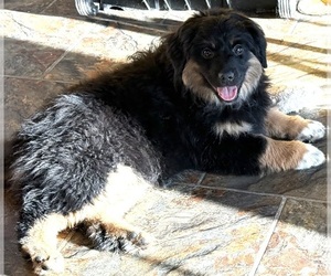 Miniature American Shepherd Puppy for sale in SOUTH AMANA, IA, USA