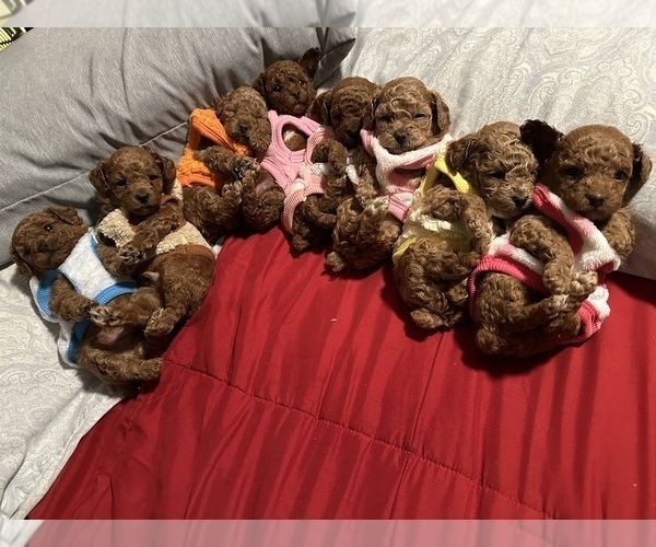 Medium Photo #1 Poodle (Toy) Puppy For Sale in NORTH HILLS, CA, USA