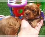 Small Photo #47 Australian Shepherd-Cavalier King Charles Spaniel Mix Puppy For Sale in HOWLAND, OH, USA