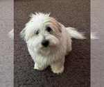 Small Photo #1 Coton de Tulear Puppy For Sale in TIMBER, OR, USA
