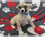 Small Labrador Retriever Mix