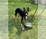 Small #8 German Shepherd Dog Mix