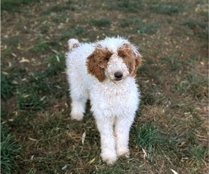 Poodle (Standard) Puppy for sale in NOTTINGHAM, PA, USA