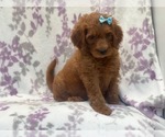 Small Photo #2 Goldendoodle-Poodle (Standard) Mix Puppy For Sale in LAKELAND, FL, USA