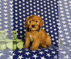 Cavapoo Puppy for sale in OXFORD, PA, USA