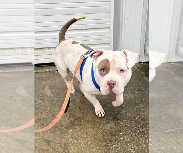 Medium Photo #4 Mutt Puppy For Sale in Evansville, IN, USA