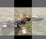 Hazel - Female American Pit Bull Terrier Dog for Adoption - Photo #9