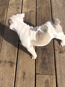 Medium Photo #2 Bulldog Puppy For Sale in LOUISVILLE, KY, USA