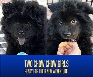 Chow Chow Puppy for sale in LOS ANGELES, CA, USA