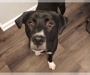 Borador Dogs for adoption in Princeton, MN, USA