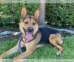 Small #1 German Shepherd Dog