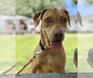 Catahoula Leopard Dog Dogs for adoption in Stover, MO, USA