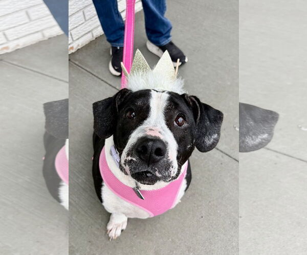 Medium Photo #5 Basset Hound-Staffordshire Bull Terrier Mix Puppy For Sale in Clarkston, MI, USA