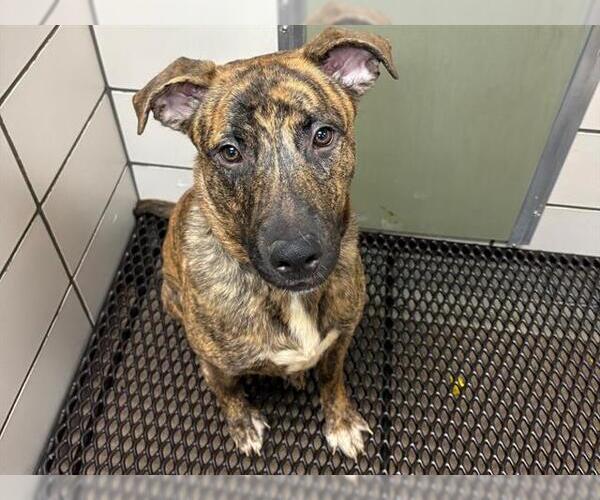 Medium Photo #1 German Shepherd Dog-Mastiff Mix Puppy For Sale in Fort Wayne, IN, USA