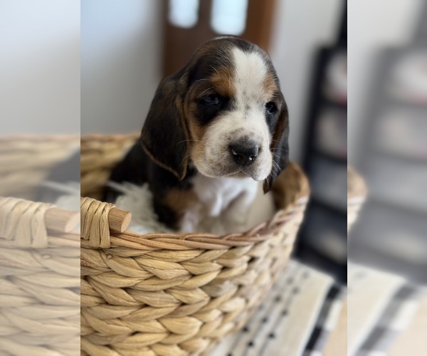 Medium Photo #4 Basset Hound Puppy For Sale in LIBERTY, NC, USA