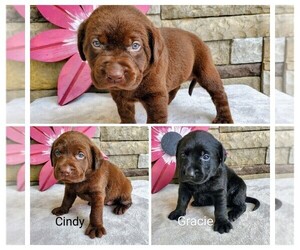 Labrador Retriever Puppy for sale in CATO, NY, USA