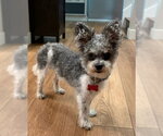 Small #1 Poodle (Miniature) Mix