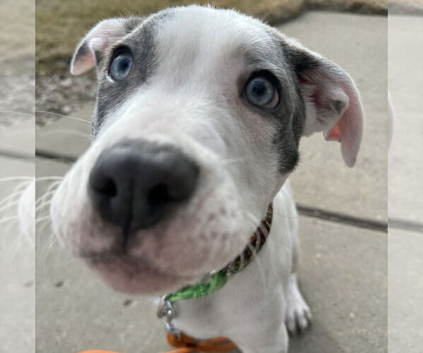 Medium Photo #6 Mutt Puppy For Sale in Fargo, ND, USA