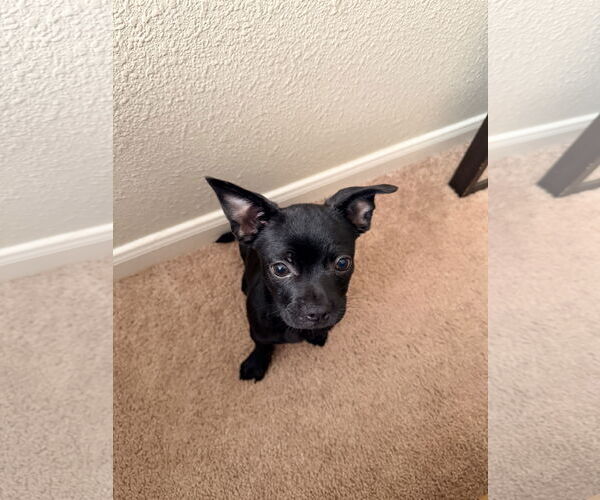 Medium Photo #1 Chihuahua-Unknown Mix Puppy For Sale in The Woodlands, TX, USA