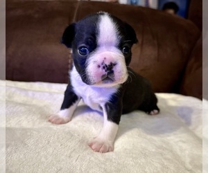 Boston Terrier Puppy for sale in WASHBURN, MO, USA