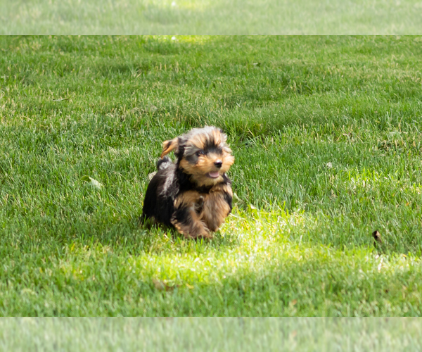 Medium Photo #5 Yorkshire Terrier Puppy For Sale in NAPPANEE, IN, USA