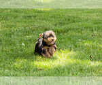 Small #4 Yorkshire Terrier