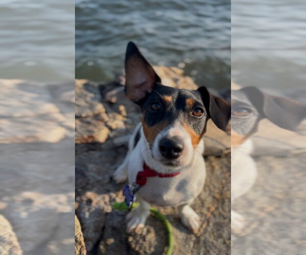 Medium Photo #11 Jack Russell Terrier Puppy For Sale in Oak Bluffs, MA, USA