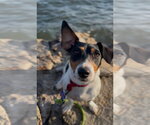 Small #10 Jack Russell Terrier