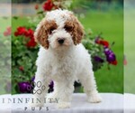 Small #4 Goldendoodle (Miniature)