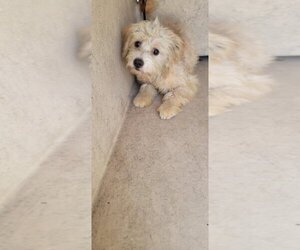 Maltese-Unknown Mix Dogs for adoption in Chula Vista, CA, USA