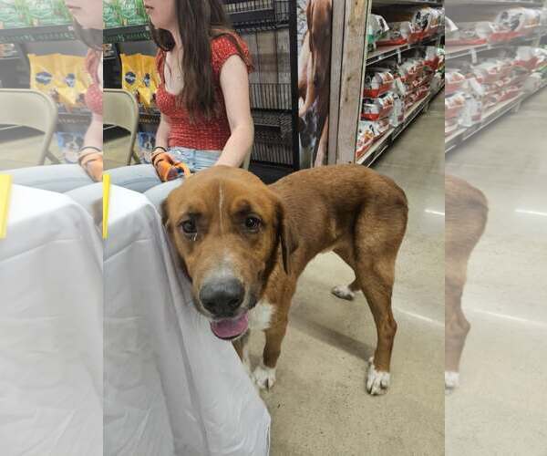 Medium Photo #2 Retriever -Unknown Mix Puppy For Sale in Woodbury, NY, USA