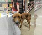 Small #1 Retriever  Mix