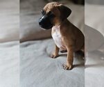Small American Staffordshire Terrier Mix