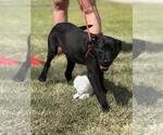 Small #2 Labrador Retriever Mix
