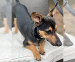 Small Photo #3 Chiweenie Puppy For Sale in Cranston, RI, USA