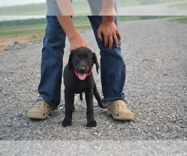 Medium Photo #42 Labrador Retriever Puppy For Sale in GREENWOOD, WI, USA