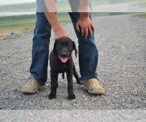 Medium Labrador Retriever