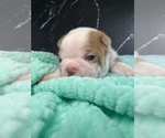 Puppy Ron Boston Terrier