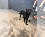 Small Mutt
