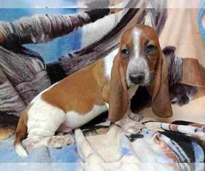 Basset Hound Puppy for sale in SALEM, WV, USA