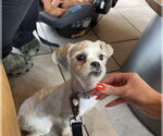 Small #1 Shih Tzu Mix
