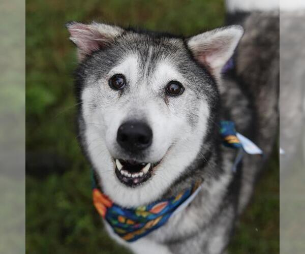 Medium Photo #3 Siberian Husky Puppy For Sale in San Antonio, TX, USA