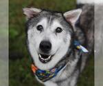 Small #2 Siberian Husky