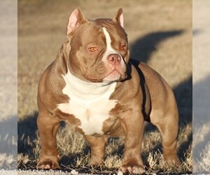 Father of the American Bully puppies born on 08/15/2022