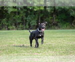 Small #7 Mutt