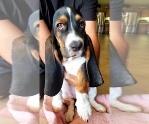 Basset Hound Puppy for sale in INDIO, CA, USA