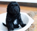 Small Photo #2 Aussiedoodle Miniature  Puppy For Sale in GARLAND, KS, USA